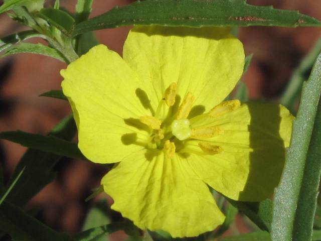 Fleur de Calylophus serrulatus